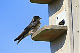 Purple Martin